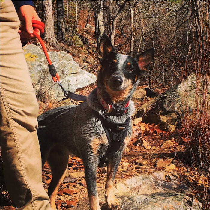 Dog on a trail at Oak Mountain State Park in Pelham, Alabama