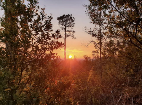 The Small State Park Where You Can View The Best Fall Foliage In Florida