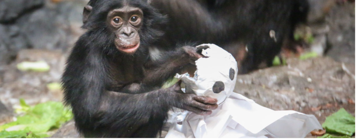 A monkey holding a paper mache ghost