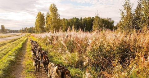 The Unique Fall Adventure That Takes You Behind The Scenes Of Dog-Sled Training