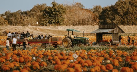 The Largest Pumpkin Patch In Northern California Is A Must-Visit Day Trip This Fall