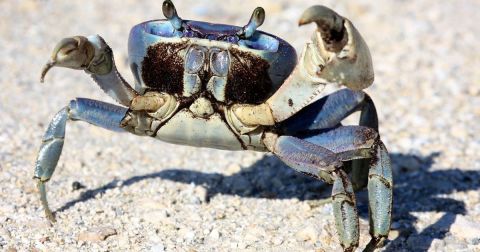 Why You Need To Report Sightings Of This Land Crab In North Carolina If You Spot One