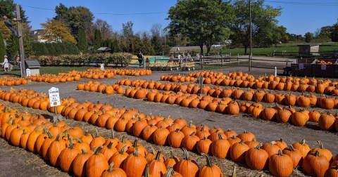 Here Are The 5 Absolute Best Pumpkin Patches In New York To Enjoy In 2023