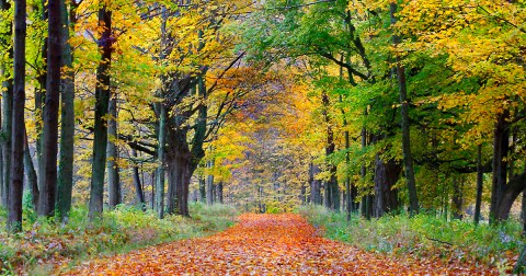 Here Are The Best Times And Places To View Massachusetts' Fall Foliage In 2023