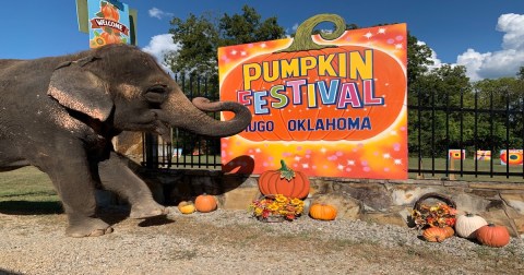 The 7 Best Fall Festivals In Oklahoma For 2023 Will Put You In The Autumnal Spirit