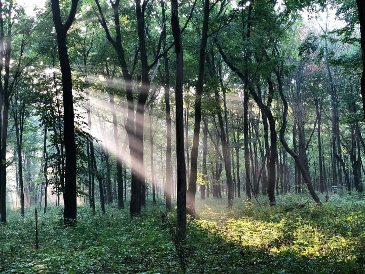 enchanting trail in Illinois