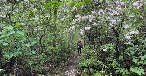 This Mountain Hiking Trail In South Carolina Is The Perfect Day Trip Destination