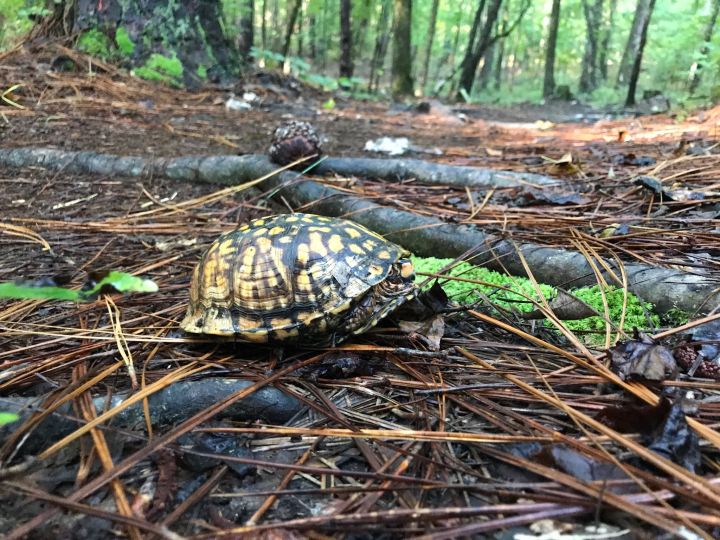 Best Hike near Columbia, S.C.