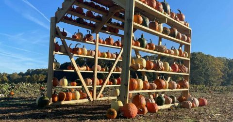 The Largest Pumpkin Patch In Delaware Is A Must-Visit Day Trip This Fall