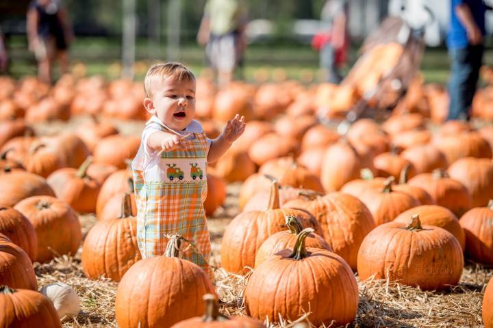 Boone Hall Pumpkin Patch