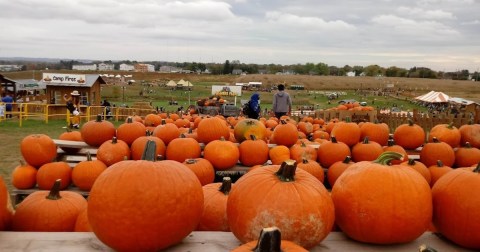 Here Are The 8 Absolute Best Pumpkin Patches To Enjoy In Maryland This Fall