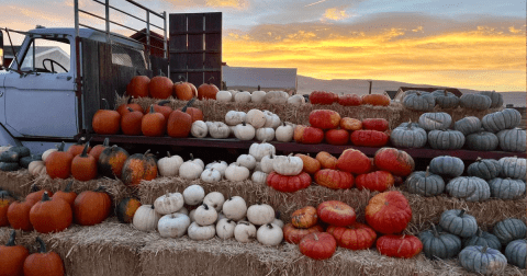 One Of The Largest Pumpkin Patches In Nevada Is A Must-Visit Day Trip This Fall