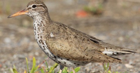 Witness Avian Autumn Migration In Iowa At The Boone Forks Conservation Area