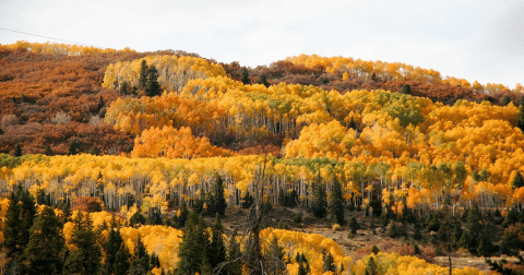 The Under-The-Radar Destination In Utah With The Most Beautiful Fall Foliage In The State