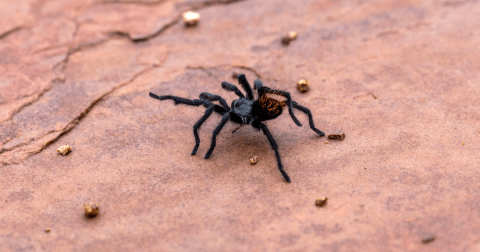 Be On The Lookout For These Creepy Creatures In Southern Utah Before They Disappear Until Next Year