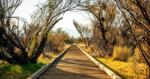 The Under-The-Radar Destination In Nevada With The Most Beautiful Fall Foliage In The State