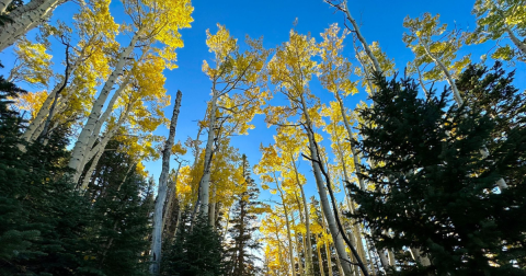 The 6.9-Mile Abineau And Bear Jaw Loop Trail Leads Hikers To The Most Spectacular Fall Foliage In Arizona