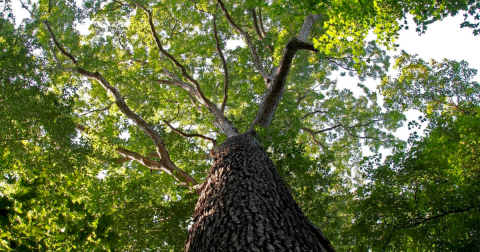 You'd Never Guess That Ohio Has More Old-Growth Forests Than Any Other State