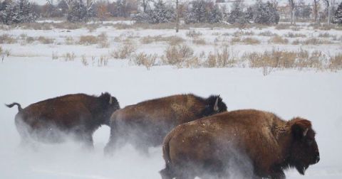 7 Christmas Towns In North Dakota That Will Fill Your Heart With Holiday Cheer