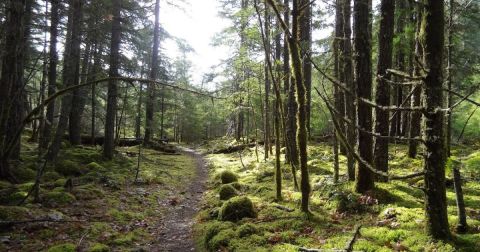 Exploring This Small Town Park In Washington Is The Definition Of An Underrated Adventure