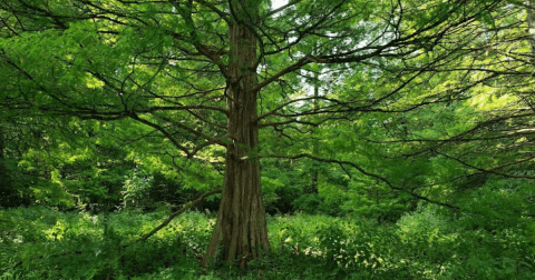 Explore A Little-Known Arboretum In This Small Pennsylvania Town