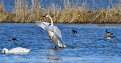 The Entire Family Will Enjoy This Annual Northern California Swan Festival