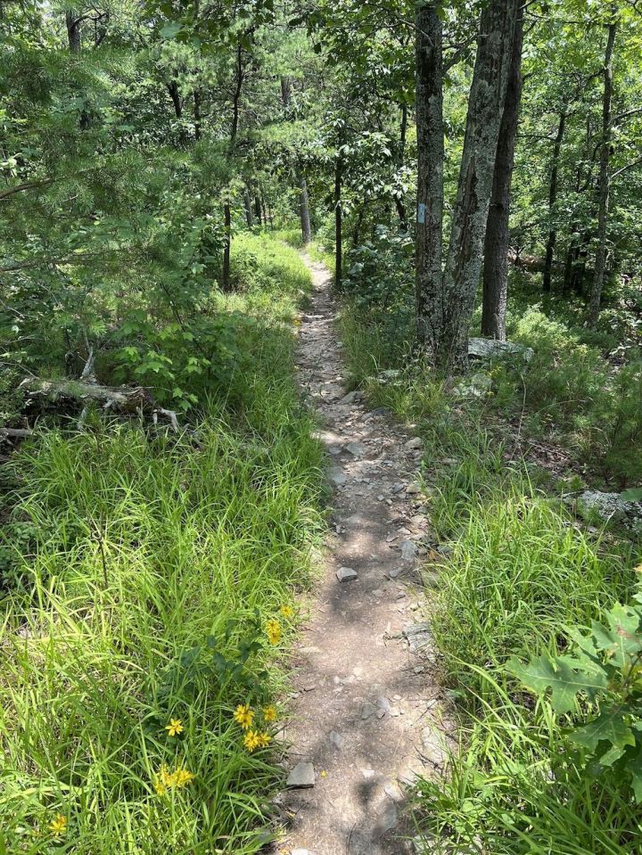 An uphill view of the terrain of Hernandez Peak & McDill Point trail, which is a best hike near Birmingham, Alabama.