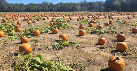 Enjoy An Autumn Adventure With The Whole Family At Washington Farms In Georgia