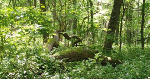 A Peaceful Escape Can Be Found Along The Fitch Biology Loop In Kansas