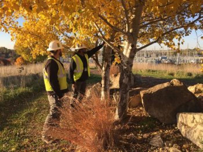 Utility workers at fall tree