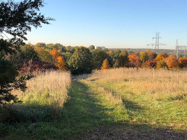 Arboretum wide view