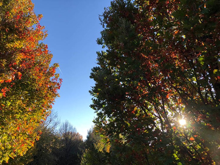 Sunlight through trees