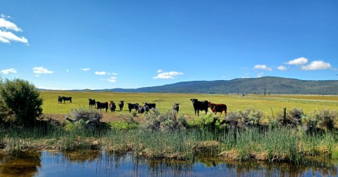 The Under-The-Radar Scenic Drive In Northern California That Showcases Rugged Country And High Desert