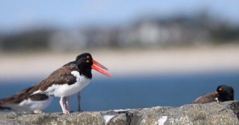 The Incredible Coastal Experience In New Jersey Where You'll See Migrating Birds