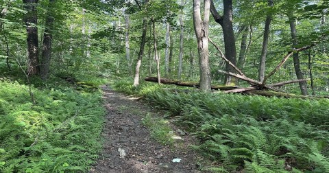 The Hidden Scott Run Reservoir Ski Trail Loop In West Virginia Meanders Peacefully Through The Ferns