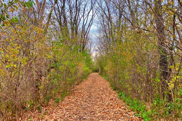 fall foliage in Sycamore, Illinois