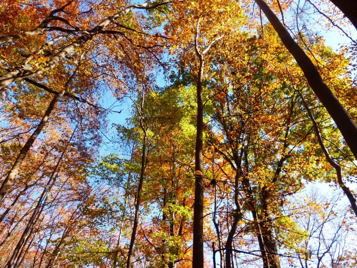 Fall Foliage In South Carolina