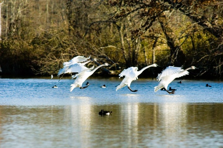 winter activity in Arkansas