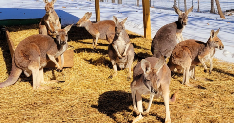 The Underrated Animal Park In Missouri Where You Can Pet A Kangaroo