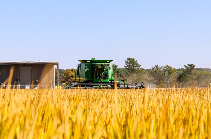 top producer of rice in the US