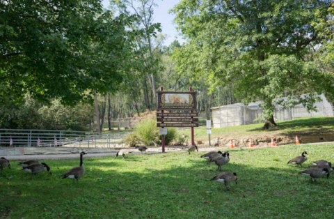 The Underrated Local Park In Pennsylvania Where You Can Watch Bison, Ducks, And Peacocks