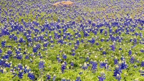 11 Surefire Signs You Have Strong Roots In Texas