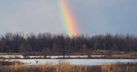 The Incredible Marshy Experience Near Cleveland Where You'll See Birds, Beavers, And Butterflies