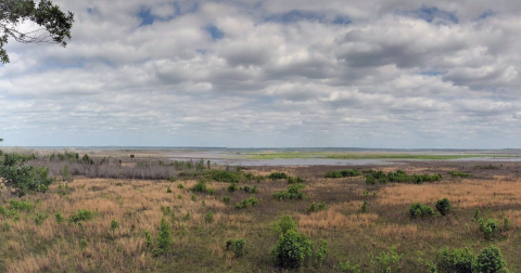 The Underrated State Park In Florida Where You Can Watch Bison Roam Free