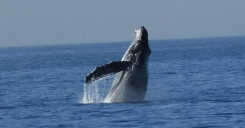 Watch Dolphins, Whales, And More Frolic Along The Southern California Coast On This Epic Tour