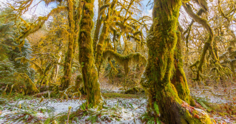 Hoh Rainforest In Washington Was Named A UNESCO World Heritage Site