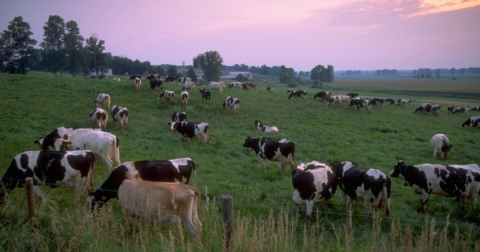 These Cattle-Killing Ticks Have Been Found In Ohio - And They'll Likely Spread