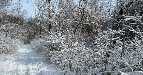 This Incredible Cross-Country Ski Spot In Illinois Is Perfect For Beginners To Enjoy A Day On The Snow