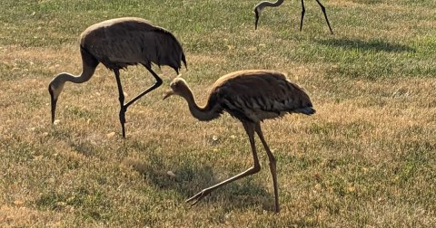 The Underrated Local Park In Wisconsin Where You Can Watch Sandhill Cranes