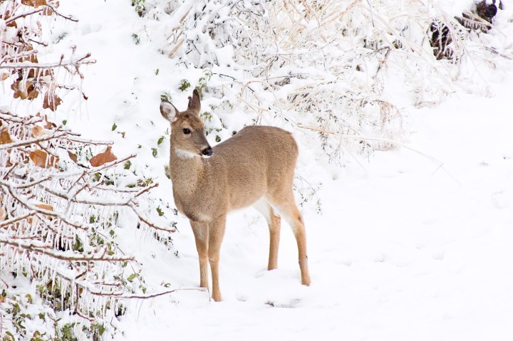 wintery scenes in Arkansas